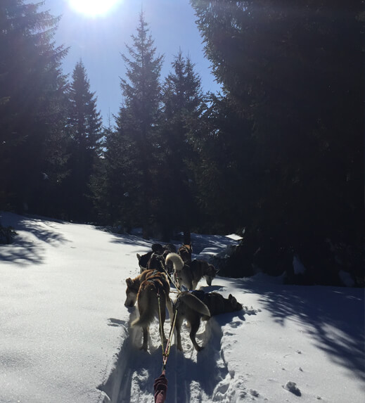 Dogsledding Tours