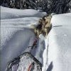 Chiens de Traineau en Haute-Savoie avec Évasion Nordique